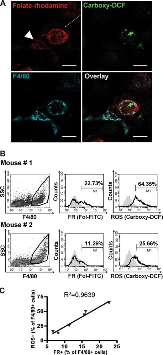Figure 4. ROS production correlates with expression of FR on macrophages. (A) FR+ macrophages actively produce ROS. Macrophages isolated from bacteria-treated mice were simultaneously incubated with (1) carboxy-H2DCFDA to image ROS (green), (2) folate-rhodamine to image FR (red), and (3) anti-F4/80 to stain macrophages (blue) and then examined by confocal microscopy. The overlay of all the 3 colors within the same microscope field is also shown. (B) Cells collected from the peritoneal cavities of mice injected 3 days earlier with different doses of bacteria were analyzed by flow cytometry for the binding of folate-FITC and the production of ROS. The fraction of FR+ and ROS+ cells is indicated. (C) The percentage of ROS+ cells correlate linearly with the percentage of FR+ macrophages. Scale bar represents 20 μm.