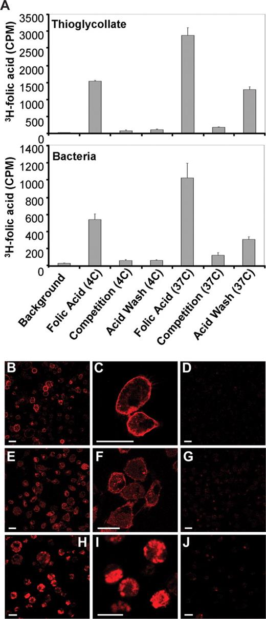 Figure 5. FR+ macrophages bind and internalize 3H-folic acid and folate conjugates. (A) Thioglycolate- (top panel) and bacteria-recruited (bottom panel) macrophages were examined for binding and internalization of 3H-folic acid under permissive (37°C) and nonpermissive (4°C) conditions for receptor-mediated endocytosis. (B,C) Confocal images show strong surface binding of folate-rhodamine after 10 minutes of incubation in thioglycolate-recruited FR+ macrophages. (D) Surface binding of folate-rhodamine can be blocked by coincubation with 100-fold excess of folic acid. (E,F) A fraction of bound folate-rhodamine is internalized by 2 hours at 37°C. (G) The binding and internalization of folate-rhodamine can be blocked by coincubation with 100-fold excess of folic acid. (H,I) In vivo binding and internalization of folate-rhodamine by FR+ macrophages. (J) In vivo binding and internalization of folate-rhodamine can be blocked by preinjection with 100-fold excess of folic acid, which indicates the uptake is FR-mediated. Scale bar represents 20 μm.