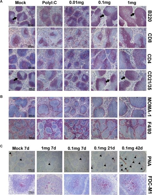 Figure 3. Disruption of the lymphoid structure after 7 days of sustained TLR7 stimulation. Spleen cryosections of C57BL/6 mice treated for 7 days with R848. (A) Applied dose correlated with malformation of splenic lymphoid follicles with enlarged T- (CD4 and CD8) and B- (B220) cell zones, and reduced marginal zone B lymphocytes (B220 and CD21/35; arrowhead). (B) MOMA-1+ and F4/80+ macrophages were not affected. (C) PNA+ germinal centers (arrowheads) and FDC-M1+ networks were reduced at day 7 but not at day 21 or 42 of treatment. R848 concentrations were as indicated (mg/kg per day). N ≥ 3.