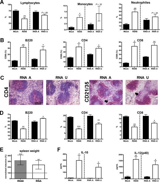Figure 7. Immune activation and lymphoid system disruption upon HIV ssRNA treatment. Mice were treated intravenously with a mixture of uridine-rich HIV ssRNA (RNA U, 50 μg/mouse per day) or control RNA (RNA A) for 7 days. (A) HIV ssRNA treatment induced lymphopenia and increased relative monocyte and neutrophil numbers in 3 of 4 mice. Blood was analyzed 1 hour after the last injection. (B) Splenic lymphoid subpopulations from ssRNA-treated animals displayed an activated phenotype. CD69 expression was analyzed by flow cytometry. (C) Disruption of the lymphoid structure upon ssRNA treatment. There was malformation of splenic lymphoid follicles (CD4 and not shown) and reduced marginal zone B lymphocytes (CD21/35; arrowhead). (D) Relative contraction of CD4+ and CD8+ lymphoid subsets upon ssRNA treatment. Splenocytes were stained with indicated antibodies, and relative numbers were assessed by flow cytometry. (E) Splenomegaly upon ssRNA treatment. Spleen weight was first normalized to total body weight and, second, normalized to the spleen weight of mock-treated animals. Error bars indicate 95% confidence intervals. (F) Cytokine deregulation upon ssRNA treatment. Cytokine levels at day 7 are shown. Error bars indicate standard error. N = 4 for ssRNA-treated mice.
