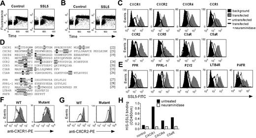 Figure 5. SSL5 binds glycan dependently to the N-termini of GPCRs. (A,B) Neutrophils were treated with or without 10 μg/mL SSL5 and stimulated with 1 μM C5a C-terminal peptide (A) or 100 μg/mL PGP (B). Calcium mobilization was measured over time. (C-E) HEK cells were transfected with (C) the N-terminus of CXCR1, CXCR2, CXCR4, CCR1, CCR2, CCR5, C3aR, or C5aR, and with (E) FPR, FPRL1, P2Y2, LTB4R, or PAFR. Histograms depict binding of 30 μg/mL SSL5-FITC to untreated (gray) or neuraminidase-treated (thick line) cells. The thin line represents SSL5-FITC binding to untransfected cells, and black histograms symbolize background fluorescence of transfected cells. Results are representative plots of at least 3 independent experiments. (D) Amino acid sequence of the cloned and expressed N-termini with putative (gray) and described (black) glycosylation sites. References are mentioned between square brackets. (F,G) HEK cells transfected with the N-terminus of wild-type CXCR1 or CXCR2, and CXCR1 or CXCR2 glycosylation mutants were incubated with (line) or without (gray) 10 μg/mL SSL5 for 15 minutes before staining with anti-CXCR1 (F) or anti-CXCR2 (G). (H) Binding of 10 μg/mL HIS-SSL5 was measured to untreated (■) or neuraminidase-treated (□) N-terminal peptides of CXCR1, CXCR4, and C5aR fused to the C-terminus of GH. GH protein without a C-terminal GPCR sequence served as a control.