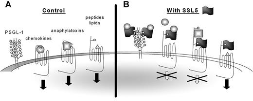 Figure 7. Model for SSL5 inhibition of chemokines and anaphylatoxins. (A) Chemokines and anaphylatoxins activate their target receptors through binding to both the N-terminus and the transmembrane regions, whereas peptides and lipid-derived stimuli only require the transmembrane region for activation. Some chemokines require glycosylation of the N-terminus of the target receptors for binding, whereas glycosylation is dispensable for binding of anaphylatoxins. (B) SSL5 binds all GPCRs through their glycosylation sites. However, SSL5 only inhibits cell activation by chemokines and anaphylatoxins. It thus acts on receptors that depend on their N-terminus for cell activation. Furthermore, SSL5 binds chemokines through glycans expressed on glycoproteins as PSGL-1. Thereby, it scavenges the chemokines from the chemokine receptors to prevent cell stimulation. SSL5 probably also binds chemokines through glycans presented on the chemokine receptors.