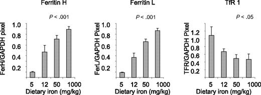 Figure 1. Dietary iron modulates ferritin L, ferritin H, and TfR1 in the liver. Liver homogenates were analyzed for expression of ferritin H, ferritin L, and TfR1 by Western blotting as described in “Western blots.” Shown are means and SD; n = 5. Protein levels showed a statistically significant change in response to iron dose (P < .001 for ferritin H and L and < .05 for TfR1).
