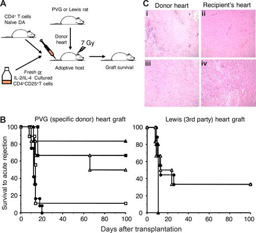Figure 3. Graft survival without a severe rejection episode and histology of heart grafts from DA hosts that were restored with CD4+CD25+ T cells cultured with allogeneic APCs and IL-2 or IL-4. (A) Experimental plan to test the ability of IL-2 or IL-4, PVG-alloactivated CD4+CD25+ T cells from DA rats to suppress severe rejection of heterotopic adult heart grafts from PVG (specific) or Lewis (third-party) donors. All irradiated DA hosts were restored with 5 × 106 naive CD4+ T cells. CD4+CD25+ T cells, either fresh or cultured for 3 to 4 days with allogeneic APC (PVG) and IL-2 or IL-4, were cotransferred with naive CD4+ T cells at various ratios. (B) Heart graft survival results showing the ability of naive CD4+CD25+ T cells cultured with allogeneic APCs and IL-2 (Ts1 cells) or IL-4 (Ts2 cells) to suppress allograft rejection. Irradiated hosts restored with 5 × 106 naive CD4+ T cells (●) reject both PVG (n = 12) and Lewis (n = 9) grafts. CD4+CD25+ T cells cultured with IL-2 (▴) or IL-4 (▵) and PVG allo-Ag, mixed at a ratio of 1:10 with naive CD4+ T cells (5 × 105 CD4+CD25+ with 5 × 106 CD4+ cells), suppressed donor specific (PVG) (P = .007 for IL-2, n = 6 and P = .035 for IL-4 cultured, n = 6) but not third-party allograft rejection (NSD, n = 5 for IL-2 and n = 6 for IL-4 cultured). Naive CD4+CD25+ T cells suppressed severe rejection of PVG allografts at a ratio of 1:1 with naive CD4+ T cells (■) (P < .001, n = 9) but not at a ratio of 1:10 (□) (NSD, n = 9). Some control data have previously been published.5 Graft survival without a severe rejection episode is only shown to 100 days, but all grafts functioning at that time were monitored to at least 250 days and none had a rejection episode. (C) Photomicrographs (original magnification ×200) of hearts from DA hosts given CD4+CD25+ T cells cultured with PVG allo-Ag and IL-2 (i,ii) or IL-4 (iii,iv). Comparison of histology of PVG long surviving donor heart (left panels) to the recipient's own heart (right panels) showed similar morphology with preserved muscular structure except for scattered patches of infiltrating mononuclear cells in donor hearts.