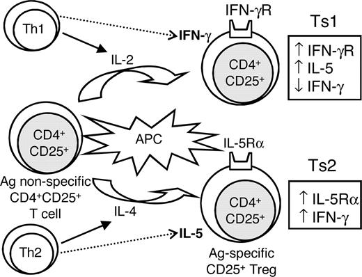 Figure 6. Proposed scheme of the initial activation of naive CD4+CD25+ T cells with allogeneic APCs and either IL-2 or IL-4, showing 2 separate activation pathways of CD4+CD25+ Tregs. We propose these be known as Ts1 and Ts2 cells, as they have distinct phenotypes, defined by the cytokines and cytokine receptors they express. Ts1 express IFN-γr, less IFN-γ, and more IL-5 than Ts2 cells, and Ts2 express IL-5rα and have greater IFN-γ mRNA induction. We hypothesize that expression of IFNγr or IL-5rα occurs as the Ts1 and Ts2 cells, respectively, become dependent on IFN-γ and IL-5 for survival and function as allo-Ag–specific Tregs.