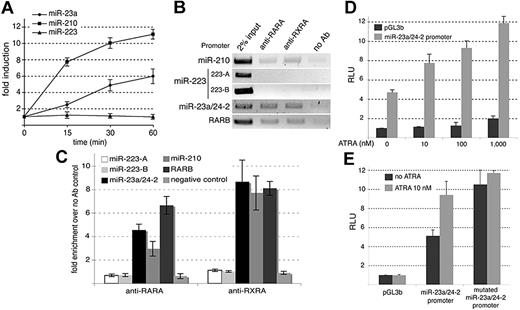 Figure 5. The miR-23a/24-2 and miR-210 promoters are regulated by RARA. (A) RT-qPCRs directed against the miR-23a, miR-210, and miR-223 were performed in 293T cells treated with ATRA (10 nM). Results are indicated as fold change, 1 being the value obtained in the absence of treatment. (B) ChIPs performed in 293T cells using the indicated antibodies. The enriched genomic fragments were amplified using specific primers. The RARB promoter was used as a positive control. 223-A and 223-B as in Figure 2A. (C) qPCR analyses performed on DNA immunoprecipitated in panel B. (D) LUC assays performed in 293T cells transfected with promoterless pGL3b plasmid (black histograms) or the firefly luciferase reporter driven by the miR-23a/24-2 promoter (gray histograms). Cells were treated with increased doses of ATRA for 16 hours. Results are expressed as RLUs, 1 representing the value obtained with the pGL3b vector in absence of treatment. (E) LUC assays performed in 293T cells transfected with the firefly luciferase reporter driven by the miR-23a/24-2 promoter or the miR-23a/24-2 promoter mutated in the predicted PML-RARA response element. Cells were treated (gray histograms) or not (black histograms) with ATRA (10 nM) for 16 hours. Results are expressed as RLU, 1 representing the value obtained with the pGL3b vector in absence of treatment.