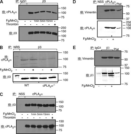 Figure 2. cPLA2α is constitutively associated with αIIbβ3 in human and mouse platelets. (A,C) Coimmunoprecipitation of αIIbβ3 and cPLA2α was assayed in washed human platelets treated with 300 μg/mL of fibrinogen + 1 mM of MnCl2 for 0 to 15 minutes at 37°C as indicated, or with 1 U/mL of thrombin for 5 minutes. Each experiment was performed 3 times with identical results. NSS indicates normal sheep serum. (B) cPLA2α−/− or wild-type littermate platelets were incubated in the presence or absence of 300 μg/mL of fibrinogen + 1 mM of MnCl2 for 5 minutes at 37°C. Then αIIbβ3 immunoprecipitates were examined by Western blotting for the presence of cPLA2α. NRS indicates normal rabbit serum. This experiment was performed twice. (D,E) cPLA2α and vimentin coimmunoprecipitate with αIIbβ3. Washed human platelets were incubated in the presence or absence of 300 μg/mL of fibrinogen + 1 mM of MnCl2 for 10 minutes at room temperature. Platelets were lysed in NP-40 lysis buffer, and lysates were immunoprecipitated with an antibody to cPLA2α (D) or β3 (E). Immunoblots were probed with an antibody to vimentin, cPLA2α, or β3. This experiment was performed twice.