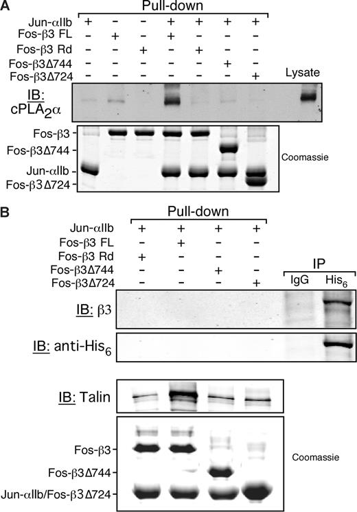 Figure 3. cPLA2α binding to αIIbβ3 is indirect and depends on αIIb and β3 cytoplasmic tails. Neutravidin beads coated with the indicated integrin cytoplasmic tail model proteins were incubated with platelet lysate or purified His6-cPLA2α as described in “Methods.” (A) cPLA2α was detected by Western blotting. Equal loading of recombinant integrin tails was determined by Coomassie staining. This experiment was performed 3 times. (B) The His6-cPLA2α pull-down assay (first 4 lanes) was performed by incubating 20 μg of purified recombinant His6-cPLA2α with the indicated integrin tails bound to neutravidin beads. The presence of His6-cPLA2α in the pull-down was assayed by immunodetection using an anti-His6 antibody. Simultaneously, His6-cPLA2α was tested for its ability to interact with αIIbβ3 from human platelet lysate in an immunoprecipitation assay (IP) using either an irrelevant isotype match control antibody (IgG) or an anti-His6 antibody (His6; last 2 lanes). Equal loading of recombinant tails was determined by Coomassie staining. This experiment was performed twice.