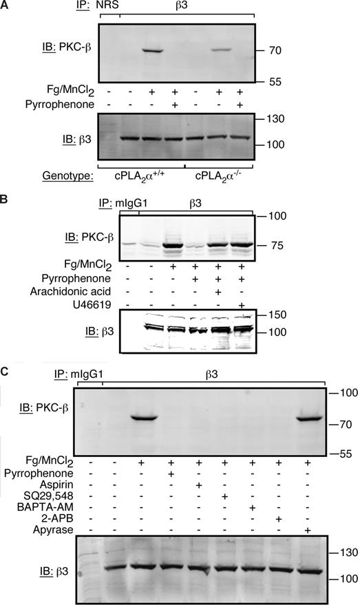 Figure 5. PKC-β recruitment to αIIbβ3 is dependent on AA/thromboxane A2 generation by cPLA2α. Where indicated, platelets were treated with 300 μg/mL of human fibrinogen + 1 mM MnCl2 for 30 minutes at 37°C. Immunoprecipitation was carried out with an anti-β3 antibody or normal rabbit serum (NRS) as a control as indicated in “Methods.” (A) Platelets were collected from 9 mice for each background and resuspended in Walsh buffer at a final concentration of 8 × 108/mL. Platelets were then treated with fibrinogen/MnCl2 in the presence or absence of 50 μM of pyrrophenone. The experiment was performed 3 times. (B) Washed human platelets were incubated in the presence or absence 50 μM of pyrrophenone and fibrinogen/MnCl2, fibrinogen/MnCl2 + 100 μM of AA, or fibrinogen/MnCl2 + 10 μM of U46619. This experiment was performed twice. (C) Washed human platelets were preincubated with 50 μM of pyrrophenone, 0.18 g/L of aspirin, 10 μM of SQ29,548, 100 μM of BAPTA-AM, 100 μM of 2-APB, or 1 U/mL of apyrase for 15 minutes at room temperature. The results are representative of 4 separate experiments.