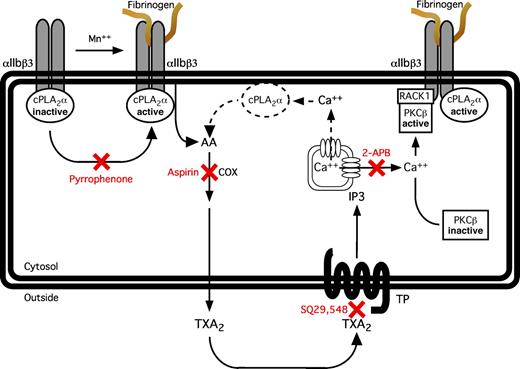Figure 6. Model depicting the relationship between cPLA2α and αIIbβ3. MnCl2-induced fibrinogen binding to platelets induces the activation of αIIbβ3-associated cPLA2α, leading to the release of AA from membrane phospholipids and cyclooxygenase-mediated thromboxane A2 production. Activation of the TxA2/prostaglandin H2 receptor by thromboxane A2 leads to the production of inositol-1,4,5-triphosphate and IP3 receptor-mediated release of free calcium from the dense tubular system. The elevation in cytosolic Ca2+ concentration, in turn, promotes the activation of PKC-β and its subsequent recruitment to αIIbβ3 via RACK1. Another consequence of G-protein-mediated Ca2+ release downstream of TxA2, thrombin, or ADP receptors is the activation of additional pools of cPLA2α (dotted lines). COX indicates cyclooxygenase; TXA2, thromboxane A2, TP, thromboxane A2/prostaglandin H2 receptor, IP3, inositol-1,4,5-triphosphate.