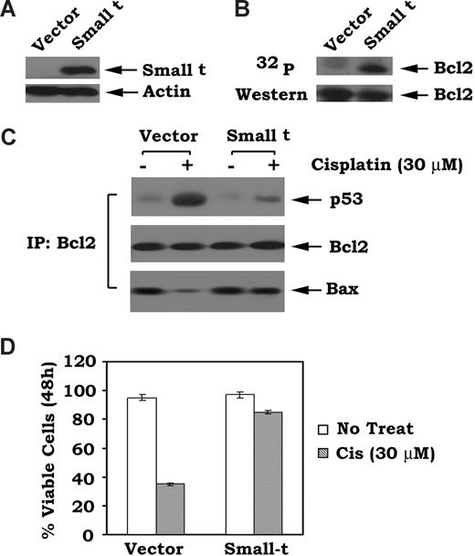 Figure 1. Expression of small t enhances Bcl2 phosphorylation and suppresses Bcl2/p53 binding in association with prolonged cell survival. (A) The pCMV5/small t construct or vector-only control was transfected into H7 cells expressing WT Bcl2 using Lipofectamine 2000. Expression levels of small t antigen were analyzed by Western blot using a small t antibody. (B) H7 WT Bcl2 cells expressing small t antigen or vector-only control were metabolically labeled with 32P-orthophosphoric acid for 120 minutes. Bcl2 was immunoprecipitated using an agarose-conjugated Bcl2 antibody. Phosphorylation of Bcl2 was determined by autoradiography (upper). Western blot analysis was performed to confirm and quantify Bcl2 protein (lower). (C) H7 WT Bcl2 cells expressing small t antigen or vector-only control cells were treated with cisplatin (30 μM) for 24 hours followed by lysis in 1% CHAPS-containing buffer. Coimmunoprecipitation was performed using an agarose-conjugated Bcl2 antibody. p53, Bcl2, and Bax were then analyzed by Western blotting. (D) H7 WT Bcl2 cells expressing small t antigen or vector control were treated with cisplatin (30 μM) for 48 hours. Cell viability was determined by analyzing annexin V binding on FACS. Data represent the mean plus or minus SD of 3 separate determinations.