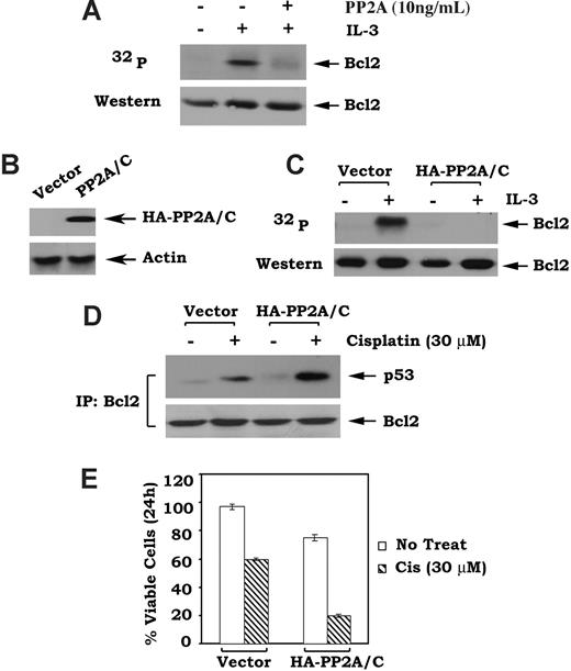 Figure 2. Overexpression of HA-tagged PP2A/C results in dephosphorylation of Bcl2, increased p53/Bcl2 binding, and apoptotic cell death. (A) H7 WT Bcl2 cells were metabolically labeled with 32P-orthophosphoric acid and treated with IL-3 for 15 minutes. Phosphorylated Bcl2 was immunoprecipitated and incubated with purified PP2A (10 ng) at 30°C for 10 minutes. Phosphorylation of Bcl2 was determined by autoradiography. (B) The HA-tagged PP2A/C–pCDNA3 construct or vector control was transfected into H7 WT Bcl2 cells using Lipofectamine 2000. Expression levels of exogenous HA-PP2A/C were analyzed by Western blot using an anti-HA antibody. (C) H7 WT Bcl2 cells overexpressing HA-PP2A/C or vector control were metabolically labeled with 32P-orthophosphoric acid and treated with IL-3 for 15 minutes. Phosphorylation of Bcl2 was analyzed by autoradiography. (D) H7 WT Bcl2 cells overexpressing HA-PP2A/C or vector control were treated with cisplatin (30 μM) for 24 hours followed by lysis in 1% CHAPS-containing buffer. Coimmunoprecipitation was performed using an agarose-conjugated Bcl2 antibody. The Bcl2-associated p53 and Bcl2 were analyzed by Western blotting. (E) H7 WT Bcl2 cells overexpressing HA-PP2A/C or vector control were treated with cisplatin (30 μM) for 24 hours. Cell viability was determined by analyzing annexin V binding on FACS. Data represent the mean plus or minus SD of 3 separate determinations.