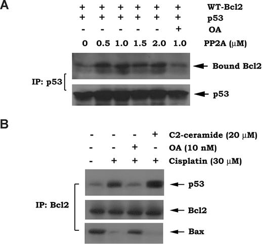Figure 3. Purified PP2A promotes p53/Bcl2 interaction in vitro. (A) Purified p53 was incubated with full-length WT Bcl2 in the absence or presence of increasing concentrations of purified, active PP2A or OA, and coimmunoprecipitation was carried out using an agarose-conjugated p53 antibody. The p53-associated Bcl2 (bound Bcl2) and p53 were analyzed by Western blot using a Bcl2 or p53 antibody, respectively. (B) H7 WT Bcl2 cells were treated with cisplatin in the absence or presence of C2-ceramide or OA followed by lysis in 1% CHAPS-containing buffer. Coimmunoprecipitation was performed using an agarose-conjugated Bcl2 antibody. p53, Bcl2, and Bax were then analyzed by Western blotting using a p53, Bcl2, or Bax antibody as indicated.