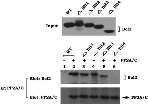 Figure 4. PP2A/C interacts with Bcl2 at its BH4 domain. Purified recombinant PP2A/C was incubated with purified WT, ΔBH1, ΔBH2, ΔBH3, or ΔBH4 Bcl2 deletion mutants in CHAPS lysis buffer at 4°C for 2 hours. The PP2A/C-associated Bcl2 was coimmunoprecipitated with an agarose-conjugated PP2A/C antibody and analyzed by Western blot using a Bcl2 antibody.