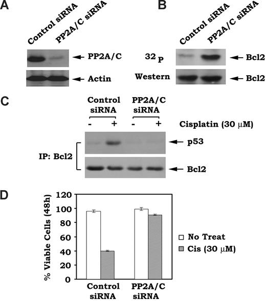 Figure 5. Depletion of PP2A/C by RNAi enhances Bcl2 phosphorylation and suppresses Bcl2/p53 binding in association with increased cell survival. (A) PP2A/C siRNA or control siRNA was transfected into H7 WT Bcl2 cells using Lipofectamine-2000. Expression levels of endogenous PP2A/C were analyzed by Western blot using an anti-PP2A/C antibody. (B) H7 WT Bcl2 cells expressing PP2A/C siRNA or control siRNA were metabolically labeled with 32P-orthophosphoric acid for 2 hours. Phosphorylation of Bcl2 was analyzed by autoradiography. (C) H7 WT Bcl2 cells expressing PP2A/C siRNA or control siRNA were treated with cisplatin (30 μM) for 24 hours followed by lysis in 1% CHAPS-containing buffer. Coimmunoprecipitation was performed using an agarose-conjugated Bcl2 antibody. The Bcl2-associated p53 and Bcl2 were analyzed by Western blotting. (D) H7 WT Bcl2 cells expressing PP2A/C siRNA or control siRNA were treated with cisplatin (30 μM) for 48 hours. Cell viability was determined by analyzing annexin V binding on FACS. Data represent the mean plus or minus SD of 3 separate determinations.