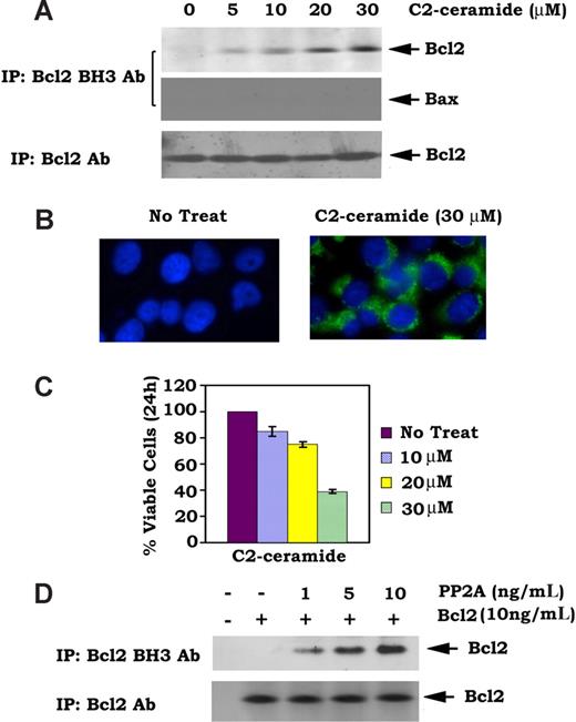 Figure 6. C2-ceramide induces a conformational change of Bcl2 by exposing its BH3 domain in association with apoptosis. (A) H7 WT Bcl2 cells were treated with increasing concentrations of C2-ceramide for 24 hours. Coimmunoprecipitation was carried out using a Bcl2 BH3 or full-length Bcl2 antibody, respectively. Bcl2 or Bax was analyzed by Western blot using a Bcl2 or Bax antibody, respectively. (B) H7 WT Bcl2 cells were treated with C2-ceramide for 24 hours. Cells were then washed with 1× PBS, fixed and permeabilized with ice-cold methanol and acetone, and then blocked with 10% rabbit serum followed by staining with 4,6-diamino-2-phenylindole, a Bcl2 BH3 domain primary, and FITC-conjugated (green) secondary antibodies. Images were merged using Open-lab 3.1.5 software. (C) H7 WT Bcl2 cells were treated with increasing concentrations of C2-ceramide for 24 hours. Cell viability was determined by analyzing annexin V binding on FACS. Data represent the mean plus or minus SD of 3 separate determinations. (D) Purified Bcl2 protein was incubated with increasing concentrations of purified PP2A in 1% CHAPS lysis buffer at 4°C for 2 hours. Coimmunoprecipitation was carried out using a Bcl2 BH3 or full-length Bcl2 antibody, respectively. Bcl2 was analyzed by Western blotting.