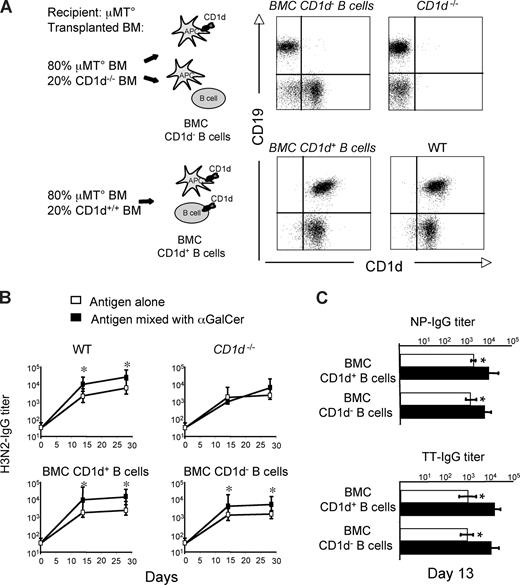 Figure 1. αGalCer-activated iNKT cells enhance T-D B-cell response to protein vaccines in a noncognate fashion. Specific IgG responses induced in BMCs and wt mice upon vaccination with Ags mixed or not mixed with αGalCer, according to the schedule shown in Figure S1. (A) Expression of CD1d on circulating B cells (CD19+) from mixed BMCs, and CD1d−/− and wt mice. (B) H3N2-specific antibody titers induced by immunization of wt mice, CD1−/− mice, or mixed BMCs expressing or not expressing CD1d on B cells. (C) Primary TT- and NP-CGG–specific antibody titers induced by vaccination in BMCs expressing or not expressing CD1d on B cells. Asterisks indicate statistically significant differences (P ≤ .05) in antibody titers between groups of mice immunized with Ag alone or mixed with αGalCer. Shown are the results from 1 experiment representative of 2 in which 5 mice per group were tested. Results are shown as mean plus or minus SEM.