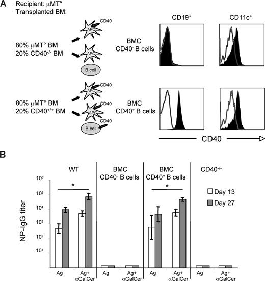 Figure 3. Expression of CD40 by B cells is critical for the αGalCer-induced enhancement of T-D B-cell response to protein vaccines. Specific IgG responses induced in mixed BMCs and wt mice upon vaccination with Ags mixed or not mixed with αGalCer, according to the schedule shown in Figure S1. (A) Comparative expression of CD40 on circulating B lymphocytes (CD19+) of BMCs and, in 2 animals displaying the expected expression on circulating B cells, on splenic DCs (CD11c+) of BMCs. (B) NP-specific antibody titers induced by vaccination of mixed BMCs and CD40−/− mice. Asterisks indicate statistically significant differences (P ≤ .05) in antibody titers between groups of mice immunized with Ag alone or mixed with αGalCer. Shown are the results from 1 experiment representative of 3 in which 5 mice per group were tested. Results are shown as mean plus or minus SEM.