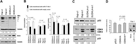 Figure 3. Gene expression and RQ-PCR analyzes. (A) Western blot analysis of Bim and Bcl2 from Raji and SUDHL4 cells transfected with miR-17-19b-1 (Raji-m1 and Raji-m2/SUDHL4-m1 and SUDHL4-m2) or empty vector (Raji-c1 and Raji-c2/SUDHL4-c1 and SUDHL4-c2). Fold changes are shown below the gel normalized to tubulin, which was assigned a value of 1.00. Bim expression in Raji-m1 cells is 0.56 times lower than in Raji-c1 cells. Bcl2 expression in Raji-m1 is 1.43 times higher than in Raji-c1. (B) RQ-PCR analysis of CDKN1A and TP53INP1 expression in SUDHL4 and Raji cells transfected with miR-17-19b-1 (■) or empty vector (□). G6PDH served as an internal control, and the level of each gene's mRNA in each of the samples was normalized to the corresponding G6PDH mRNA level. The significance of the difference between SUDHL4 cells with (SUDHL4-m1) and without (SUDHL4-c1) miR-17-19b-1 transfection is shown above the bars. Values of P were calculated using Student t test. Error bars represent the mean (± SD) of 3 independent experiments. (C) Western blot analysis of p53, p21, CDK4, and CDK6 expression in Raji and SUDHL4 cells transfected with miR-17-19b-1 (Raji-m1 and S4-m1, respectively) or empty vector (Raji-c1 and SUDHL4-c1, respectively). Fold changes are shown below the gels. (D) Luciferase reporter assays of CDKN1A expression in Rat-1 cells transfected with miR-17-19b-1. MiR-17 expression in Rat-1 cells transfected with miR-17-19b-1 or empty vector (control) is shown on the right. The significance of differences between pGL3-CDKN1A 3′UTR wild-type and pGL3-CDKN1A was evaluated using Student t test. Error bars represent the mean (± SD) of 3 independent experiments.