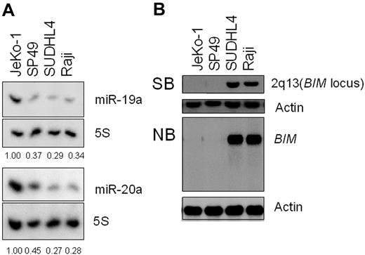 Figure 4. Jeko-1 cells show both miR-17-92 overexpression and homozygous deletion of BIM. (A) Northern blot analysis of miR-19 and miR-20a expression in 4 B-cell lymphoma cell lines: lane 1 represents Jeko-1; lane 2, SP49; lane 3, SUDHL4; and lane 4, Raji. Fold changes in miR-17 expression are shown below the gels and normalized to the level in SUDHL4 cells, which was assigned a value of 1.00. (B) Top panels: Southern blot analysis (SB) of the BIM locus carried out using genomic DNA, including BIM, from the indicated 4 cell lines. Bottom panels: Northern blot analysis (NB) of BIM from the 4 indicated cell lines. A cDNA fragment of β-actin was used a control.