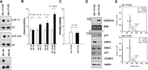 Figure 5. Effects of treating Jeko-1 cells with antisense oligonucleotides (ASOs) and scrambled oligonucleotides (SCOs). (A) Expression of MiR-17 and miR-20a of Jeko-1 cells after targeting by ASOs or SCOs (AS-17+20 and SC-17+20, respectively). Expression of miR-19a of Jeko-1 cells treated with antisense miR-19a (AS-19) and scrambled miR-19a (SC-19) is also shown in this figure. (B) RQ-PCR analysis of CDKN1A expression in Jeko-1 cells treated with SC/AS-19, SC/AS-20, SC/AS-17, or SC/AS-17+20. CDKN1A mRNA levels in each sample were normalized to the corresponding level of G6PDH mRNA. The significance of differences between SC and AS was evaluated using Student t test. Error bars represent the mean (± SD) of 3 independent experiments. (C) RQ-PCR analysis of TP53INP1 expression in Jeko-1 cells treated with SC-17+20 or AS-17+20a. Error bars represent the mean (± SD) of 3 independent experiments. (D) Northern blot analysis (NB) of CDKN1A expression and Western blot analysis (WB) of p21, CDK6, CDK2, p27, Cyclin D1 (CCND1), and tubulin expression in Jeko-1 cells treated with AS-17+20 or SC-17+20. (E) Cell-cycle analysis of Jeko-1 cells treated with SC-17+20 or AS-17+20. Average (n = 3) percentage of SC-treated cells in G1 phase: 56.9%, S phase: 37.6, and G2 phase: 5.5%; and of AS-treated cells in G1 phase: 71.3%, S phase: 22.7%, and G2 phase: 6.0%. X-axis represents DNA content; y-axis, number of cells. Horizontal bars represent cell-cycle phases.
