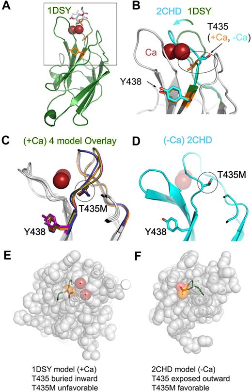 Figure 2. Structural modeling of perforin missense mutations in the C2 domain. (A) Homology model of the perforin C2 domain based on the C2 domain of 1DSY (protein kinase Cα) bound to Ca and phosphatidylserine. Res spheres represent Ca ions; phosphatidylserine are sticks colored according to atom type, and side chains of T435 and Y438 are orange sticks. The box highlights the zoomed view shown in panel B. (B) Magnified view of Ca-binding region. An overlay is shown of perforin C2 models based on 1DSY (green, as in panel A) and 2CHD, a Ca-free C2 domain from rabphilin-3A (cyan). The Ca-binding BC loop is highlighted to illustrate the structural differences. Note that T435 adopts opposite orientations in the Ca-bound versus Ca-free models. (C) Side view overlay of 4 representative Ca-bound type I perforin C2 domain models built by the PS2 server, based on 1A25, 1DQV, 1DSY, and 2CM6. Note the similar positions of T435 and Y438 side chains in all models. (D) Side view of the perforin C2 model based on the Ca-free 2CHD structure, with the same orientation as panel C. Note that the BC loop in the Ca-free form would clash with the Ca ions (transparent red spheres). (E,F) Top views of perforin C2 models based on Ca-bound 1DSY (E) or Ca-free 2CHD (F). In both panels, the C2 domain has been sliced identically by an approximately horizontal plane just above the Ca ions in the 1DSY model. This view reveals that, in the Ca-bound model, the T435 side chain is pointed inward and surrounded by atoms from other residues. In contrast, T435 is directed outward and is solvent-accessible in the Ca-free form. Thus, the T435M mutation would be tolerated only in the Ca-free conformation of the C2 domain.