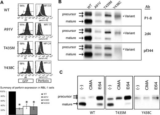 Figure 3. Expression of human perforin in RBL cells. (A) Flow cytometry of RBL-1 cells expressing recombinant human perforin cDNA, wild-type (WT) or mutant, after retroviral transduction. The retroviral vector contains GFP in cis with the perforin cDNA. GFP expression is shown in the left column, perforin expression in the right column. The results of 3 independent transductions are summarized in the bar graph with the MFI of the WT protein set at 100% and the MFI of all mutant perforins compared with WT. *Statistical significance compared with WT (2-tailed Student t test, P < .05). (B) Western blot of WT and mutant perforins expressed in RBL-1 cells. Three different monoclonal antibodies were used (P1-8, 2d4, and Pf-344). The precursor and mature isoforms seen in the WT perforin are marked by arrows. The lysates were generated under nonreducing conditions. (C) Metabolic study: Western blot of lysates from perforin-expressing, RBL-1 cells treated overnight with an alkalinizing agent (CMA), a cysteine protease inhibitor (E64), or no treatment (control; −).