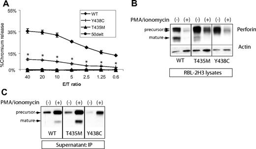 Figure 4. Lytic function of perforin expressed in RBL-2H3 cells. (A) RBL-2H3 cells were transduced with perforin-expressing retrovirus, GFP sorted, and used in lytic assays against 2,4,6-trinitrobenzenesulphonic acid (TNBS)-treated RBC targets. To achieve cell conjugation, RBL-2H3 cells were coated with anti 2,4-dinitrophenol IgE and mixed with RBCs at various effector/target ratios (E/T). Percentage lysis was a measure of chromium release from targets. The negative control used RBL-2H3 cells expressing a severely truncated perforin cDNA, 50delT. Each sample is performed in quadruplicate to obtain the mean plus or minus SE. *Statistical significance of Y438C compared with WT or 50delT (2-tailed Student t test, P < .01). T435M was not different from 50delT at each E/T ratio. (B) Degranulation of perforin from transduced RBL-2H3 cells was achieved by treating with PMA/ionomycin for 2 hours. Shown are the Western blots from the cell lysates; perforin is detected by P1-8 and isoforms marked by arrows. Actin was probed to control for protein amount. WT indicates wild-type human perforin. (C) Detection of degranulated perforin from RBL-2H3 cells was achieved by PMA/ionomycin treatment for 1 hour in the presence of a capture antibody in the medium, δG9. The perforin/δG9 complex was precipitated with protein A agarose and then run on nondenaturing gels followed by Western blot with P1-8.
