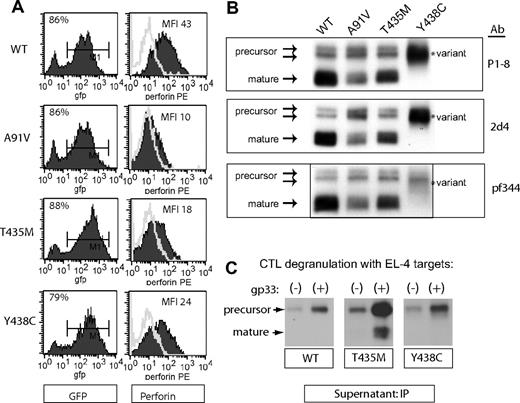 Figure 5. Expression of human perforin in murine CTLs. Murine splenocytes from T-cell receptor transgenic, perforin-deficient mice (P14.Prf1−/−) were transduced with bi-cistronic retroviruses containing GFP and perforin cDNA after stimulation with cognate antigen, as described in “Retroviral transduction.” (A) Flow cytometric detection of GFP and perforin after transduction. These cells were not sorted as transduction was uniform and efficient. (B) Western blot of WT and mutant perforins expressed in murine CTL. Three different monoclonal antibodies were used (P1-8, 2d4, and Pf-344). The precursor and mature isoforms seen in the WT perforin are marked by arrows. The lysates were generated under nonreducing conditions. (C) Detection of degranulated perforin from murine CTLs. Degranulation of splenocytes was achieved by coincubation of antigen-presenting, target cells (gp33-labeled EL4) with transduced splenocytes at an effector/target ratio of 5:1 for 2 hours. For a negative control, effectors were coincubated with EL4 target cells without gp33 peptide labeling. The degranulated perforin was “captured” and immunoprecipitated from the supernatant by δG9 antiperforin antibody as described in Figure 3.