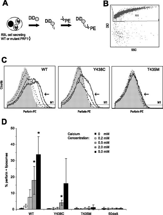 Figure 7. Ca-dependent binding of perforin to liposomes. (A) Binding assay: RBL-2H3 cells expressing WT or mutant perforins (◇) were stimulated by P/I in the presence of DiD-labeled liposomes () in a minimum buffer with defined Ca concentrations. Twenty minutes into the stimulation, PE-conjugated δG9 antiperforin antibody (linear depiction of antibody) was added to the medium. Sixty minutes later, the RBL-2H3 cells were pelleted and the liposome-containing supernatant analyzed by flow cytometry. (B) Scatter plots of dye-labeled (DiD) liposomes vs side scatter. To analyze perforin staining, we gated on these brightly labeled liposomes. (C) Histograms showing perforin staining in the presence of buffers of increasing Ca concentration. In each figure, the histogram for the 5 mM of Ca buffer is indicated by an arrow and thick gray line. The thin black line represents 2 mM of Ca; dashed black line, 0.5 mM of Ca; dotted black line, 0.2 mM of Ca. (D) Summary of 3 experiments: PRF1-WT and -Y438C, but not PRF1-T435M, show a dose-dependent signal with increasing Ca concentrations. *Statistical significance compared with 0 mM Ca (2-tailed Student t test, P < .01). PRF1-50delt (nonsense mutation) is shown as a negative control.