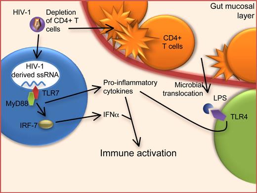 HIV-1 infection can lead to immune activation via TLR stimulation. Immune activation in chronic HIV-1 infection can occur through several mechanisms. These include the stimulation of plasmacytoid dendritic cells by HIV-1–encoded TLR7 ligands, inducing production of IFN|ga and other proinflammatory cytokines that can lead to immune activation. Additionally, microbial translocation in the gut has been well described in chronic HIV-1 infection, and elevated serum levels of LPS can cause immune activation via TLR4 stimulation.