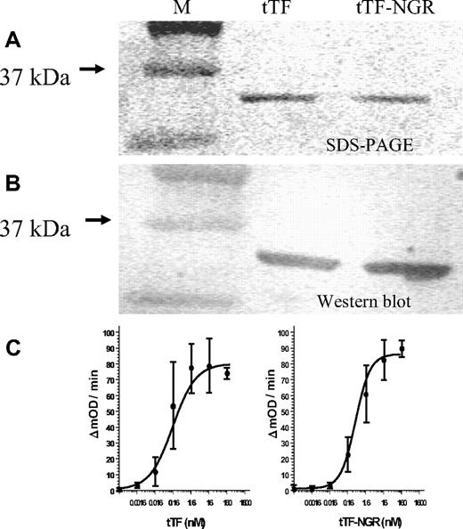 Figure 1. tTF/tTF-NGR characterization. (A,B) SDS-PAGE and Western blot analysis of tTF and tTF-NGR. (C) Ability of the fusion proteins to enhance the specific proteolytic activation of FX by FVIIa in the presence of phospholipids was evaluated by Michaelis-Menten analysis as described by Ruf et al.22 The calculated Michaelis constants (Km) of the hyperbolic parts of the kinetic curves were 0.2 nM (tTF) and 0.4 nM (tTF-NGR), respectively. Mean values of 3-fold assays are given with SD.