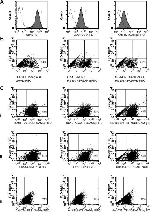Figure 2. Binding studies by flow cytometry. (A) Presence of CD13 (left panel), αvβ3/CD51/CD61 (center), and thrombomodulin (right) on HUVECs as shown by specific AB (curve 1). Curve 2, isotype control. (B) Lack of binding of His-tagged tTF (without NGR) as shown with anti–His-AB (left dot plot). Binding of His-tagged tTF-NGR as shown with anti–His-tag-AB (center). Inhibition of binding of His-tagged tTF-NGR by double amounts of tTF-NGR without His-tag (right). We used single color fluorescence detecting cell-bound His-tagged tTF (left) or His-tagged tTF-NGR (center; step 1) by visualizing with His-tag mouse monoclonal AB (step 2) and then with FITC-labeled goat anti–mouse Ig (step 3). In the right dot plot, cells were first incubated with tTF-NGR without His-tag and were then incubated with His-tagged tTF-NGR (see step 1 above) with the identical visualization sequence as above (see steps 2 and 3). (C) Binding of AB to CD13 (i left), αvβ3 (ii left) binding sites and thrombomodulin control site (iii left). Replacement of AB-binding by 150 μg/mL tTF-NGR to CD13 (i, right), αvβ3 (ii right) in contrast to tTF (i,ii center). No competition of 150 μg/mL tTF-NGR with AB-binding to thrombomodulin (iii right). Dot plots with single color show fluorescence intensity on x-axis. The y-axis titled “FL2-Height” was not occupied in all dot plots using the “FITC-protocol” (see “Methods”) and the y-axis (FL-1) using the “PE-protocol” (see “Methods”) was occupied with mouse IgG 1 FITC to yield a better visualization of the cell populations.