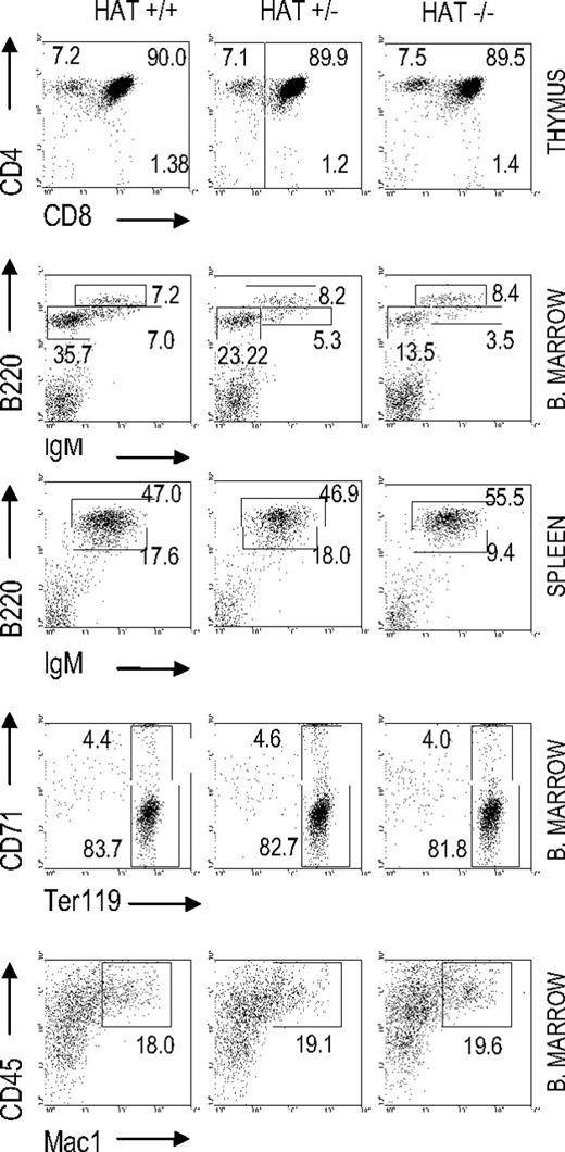 Figure 1. Analyses of hematopoietic cell populations in HAT+/+, HAT+/−, and HAT−/− mice. Flow cytometry analysis of T-cell, B-cell, erythroid, and macrophage populations in the bone marrow, thymus, and spleen of 3-month-old mice. FACS profiles shown in the figure correspond to 1 representative mouse of each phenotype.