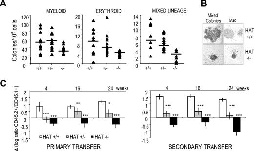 Figure 3. Hematopoietic colonies and long-term repopulation potential of HAT+/+, HAT+/−, and HAT−/− fetal liver cells. (A) Numbers of colonies generated by HAT+/+, HAT+/−, and HAT−/− fetal liver cells from littermate animals. A total of 30 × 103 cells/mL was replated in methylcellulose medium. Fetal liver cells were then genotyped, and myeloid, erythroid, and mixed lineage colonies were scored after 6 to 8 days. The average of the number of colonies generated is indicated by a horizontal bar. (B) Comparative size of representative HAT+/+ and HAT−/− colonies generated from day 14.5 fetal liver (magnification ×100). (C) Competitive long-term repopulation of irradiated mice. Data are expressed in log ratio between tested C57BL/6 fetal liver–derived (CD45.2+) and competitor PEP3 bone marrow–derived cells (CD45.1+). A total of 2 × 105 fetal liver cells from HAT+/+, HAT+/−, and HAT−/− embryos was transplanted into irradiated CD45.1+/CD45.2+ recipients with 4 × 105 competitor bone marrow cells from PEP3 mice (CD45.1+). A total of 2 × 106 cells from primary recipients was transplanted into secondary recipients 3 months after reconstitution. Bars represent standard error of the mean values. *P < .5; **P < .01; ***P < .005.
