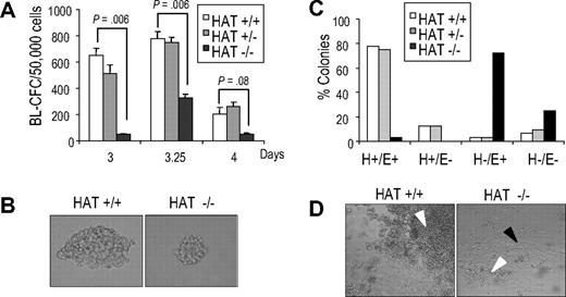 Figure 4. Blast colony potential and hematopoietic and smooth muscle/endothelial potential of blast colonies generated from HAT+/+, HAT+/−, and HAT−/− ES cell lines. (A) Number of blast colonies generated by HAT+/+, HAT+/−, and HAT−/− ES cell lines. Bars represent standard error of the mean number of colonies from at least 3 cultures. P values indicating that the differences between the number of colonies generated by the HAT+/+ and the HAT−/− are statistically significant are indicated. (B) Comparative size of HAT+/+ and HAT−/− individual blast colonies generated from day 3.5 EBs (magnification ×200). (C) Individual HAT+/+, HAT+/−, and HAT−/− blast colonies were analyzed for their ability to generate hematopoietic and endothelial cells. Thirty-two blast colonies from each cell line were grown in liquid culture. The ability of each individual blast colony to expand and generate or not hematopoietic (H+ or H−) and/or endothelial (E+ or E−) cells was scored 4 days later. (D) Generation by individual blast colonies of nonadherent hematopoietic (white arrowhead) and adherent endothelial cells (black arrowhead). Note the limited proliferation of hematopoietic cells from HAT−/− blast colonies.