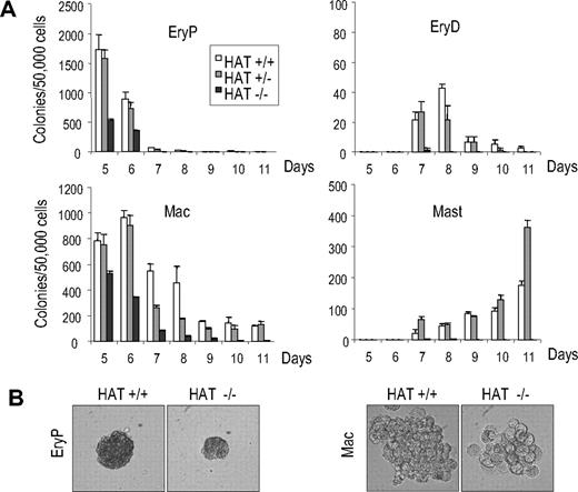 Figure 5. Analysis of primitive and definitive hematopoietic potential of HAT+/+, HAT+/−, and HAT−/− ES cells. (A) EBs were harvested from day 4 to day 11 of differentiation, and single-cell suspensions were replated in conditions supporting the generation of both primitive and definitive hematopoietic colonies. Primitive erythroid (EryP), definitive erythroid (EryD), macrophage (Mac), and mast cell (Mast) colonies were scored. Days of differentiation are indicated. Bars represent standard error of the mean number of colonies from at least 3 cultures. (B) Comparative size of primitive erythroid and macrophage colonies generated from HAT+/+ and HAT−/− day 6 EBs (magnification ×200).