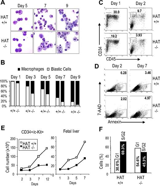 Figure 6. Comparative analysis of the proliferation and differentiation potential of HAT+/+ and HAT−/− CD34+/c-kit+ hematopoietic progenitors. (A) Cell morphology. Sorted CD34+/c-Kit+ hematopoietic populations from HAT+/+ and HAT−/− ES cell lines were resuspended in serum-free proliferation media at a concentration of 2 × 105 cells/mL, harvested at indicated time points, and stained by May-Grünwald-Giemsa for morphologic analysis. (B) Relative frequency of undifferentiated/blast cells (□) and macrophages (■) at different stages of maturation in the HAT+/+ and HAT−/− cultures. A total of 200 cells was scored for each sample. (C) Analysis of CD34+/CD45− cell population in HAT+/+ and HAT−/− cell cultures. Days of differentiation are indicated. Numbers represent the percentage of total population. (D) Percentage of apoptotic cells in HAT+/+ and HAT−/− asynchronous cultures. Percentage of annexin V–positive cells is indicated for each time point. (E) Expansion of CD34+/c-Kit+ cells and fetal liver cells. Total number of cells (×104) generated during the culture. CD34+/c-Kit+ cells isolated from day 6 EBs or total fetal liver cells from embryos were seeded at a density of 2 × 106 or 106 cells/mL, respectively. (F) Cell cycle status of HAT+/+ and HAT−/− CD34+/c-Kit+ hematopoietic progenitors in serum-free proliferation media. Asynchronous cultures of CD34+/c-Kit+ hematopoietic progenitors were stained with propidium iodide and analyzed by flow cytometry. Percentages of cells in G1 and S/G2 in HAT+/+ and HAT−/− at day 3 of culture are indicated.