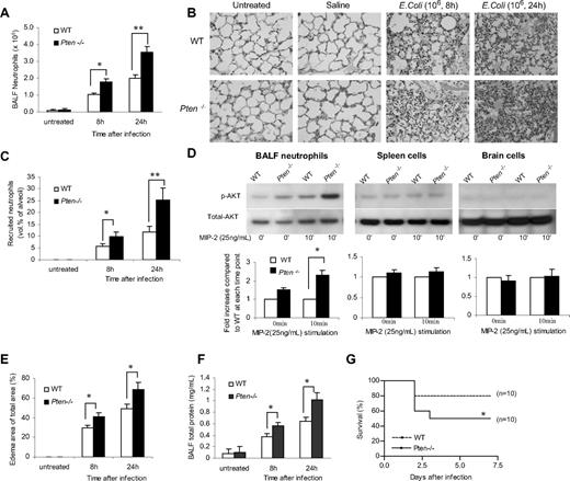 Figure 1. Accumulation of PTEN-null neutrophils in inflamed lungs was enhanced during E coli pneumonia. Mice were intratracheally instilled with 106 CFU of E coli and killed at each indicated time point. (A) Neutrophils in BALF. The total number of cells in the lungs was counted by hemocytometer. Differential cell counts were conducted on cytospin preparations stained with a modified Wright-Giemsa stain (Volu-Sol, Salt Lake City, UT). Neutrophils were recognized by their lobular or segmented nuclei. The percentage of pulmonary neutrophils (PMNs) in the whole population was determined accordingly. Total number of PMNs recruited was calculated as follows: number of PMNs = cell density × volume × % PMN. All data are presented as mean (± SD); n ≥ 4 mice in each group. *P < .05, **P < .01 versus wild type. (B) Staining of histologic lung sections shows emigrated neutrophils and polymerized fibrin in the pulmonary parenchyma. Lungs were fixed with Bouin solution at 23 cm H2O pressure. Tissues were embedded in paraffin, and 6-μm–thick sections were stained with hematoxylin and eosin (H&E). (C) Emigrated neutrophils in alveolar air spaces were quantified as volume fraction of the alveolar air space using standard point-counting morphometric techniques.63 The relative volumes of the parenchymal regions occupied by emigrated neutrophils were calculated by investigators blinded to the identities of the mice and were expressed as the percentage of the total parenchymal region volume (including both tissue and air space). (D) PtdIns(3,4,5)P3 signaling is specifically elevated in PTEN-null neutrophils. Neutrophils, primary spleen cells, and brain cells collected from WT and myeloid-specific PTEN KO mice were stimulated with 25 ng/mL MIP-2 and lysed at 0 and 10 minutes. Phosphorylated and total Akt were detected by Western blotting using anti–phospho-Akt (Ser473; 1:1000) and anti-Akt (1:1000) antibodies (Cell Signaling Technology, Beverly, MA), respectively. Densitometry of the blots was performed using the ImageJ software, Gel Analyzer plug-in. Phospho-Akt levels were normalized based on loading (total Akt level). (E) Pulmonary edema formation was quantified as the percentage of edema area in the total parenchymal region using IPlab imaging software. (F) BALF total protein. Protein accumulated in the inflamed lung was measured using a Bio-Rad (Hercules, CA) protein assay kit. The standard curve was constructed using bovine serum albumin (BSA). (G) Rate of mortality due to E coli–induced pneumonia in WT and myeloid-specific PTEN KO mice. Age- and sex-matched WT and PTEN KO mice were intratracheally challenged with 106 live E coli and monitored for 7 days. The Kaplan-Meier and log-rank methods were used to analyze survival rates. *P < .01 versus WT.