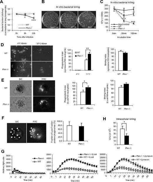 Figure 3. Disrupting PTEN enhances the bacteria-killing capability of neutrophils. (A) Bacterial killing in inflamed lungs. Mice were intratracheally instilled with 106 CFU of E coli and killed at the indicated times. Whole lungs were homogenized and serially diluted with sterile cold water. Aliquots were spread on Luria-Bertani agar plates and incubated overnight at 37°C. Live bacteria were quantified as CFU/lung. (B) In vitro bacterial killing assay. Purified bone marrow WT or PTEN-null neutrophils were incubated with E coli for 2 hours. Diluted aliquots were spread on agar plates and incubated overnight at 37°C. (C) In vitro bacterial killing capabilities were reflected by the decrease of CFU after indicated incubation periods. (D,E) In vitro phagocytosis assay. FITC-labeled zymosans (D) or E coli bioparticles (E) were opsonized with mouse serum and incubated with neutrophils at 4°C (control) or 37°C for 1 hour. Extracellular fluorescence was quenched by trypan blue. Phagocytosis index (PI) was expressed as the number of bioparticles engulfed by 100 neutrophils. Binding index was expressed as the number of bioparticles bound to 100 neutrophils. More than 200 neutrophils were counted in each group. (F) Phagosome maturation. WT or PTEN-null neutrophils were incubated with mouse serum-opsonized latex beads for 60 minutes. Phagosomes were stained with LysoTracker and visualized under fluorescent microscopy. (G) Intracellular reactive oxygen species (ROS) production during phagocytosis. Bone marrow–derived neutrophils from WT and PTEN KO mice were incubated with (or without) mouse serum–opsonized E coli or zymosan bioparticles in the presence of superoxide dismutase (SOD; 50 U/mL) and catalase (2000 U/mL). ROS production was monitored in a luminometer at 37°C. Chemiluminiscence (arbitrary light units) was recorded every 150 seconds for 1 hour. (H) Intracellular killing assay. Bone marrow–derived neutrophils from WT and PTEN KO mice were incubated with mouse serum-opsonized live E coli for 1 hour and then with 100 μg/mL gentamicin for an additional hour. Viable intracellular bacteria were quantified by subsequent plating the lysed samples on Luria-Bertani agar. The results were normalized by phagocytosis indexes. All data are presented as mean (± SD; n = 3-4 mice in each group). *P < .05, **P < .01, and ***P < .001 versus WT.