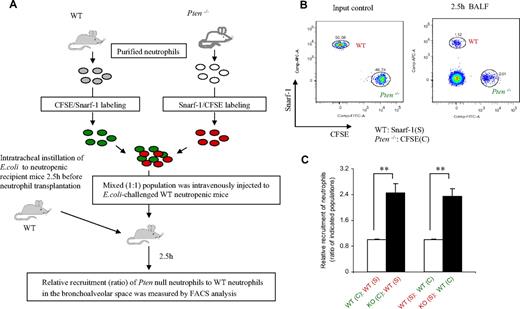 Figure 5. Disruption of PTEN directly increases the efficiency of neutrophil recruitment to the inflamed lungs. (A) Recruitment of adoptively transferred neutrophils to the lungs in the E coli–induced neutropenia-related pneumonia model. Neutrophils isolated from WT and myeloid-specific PTEN-deficient mice were labeled with CFSE or SNARF-1. Labeled cells were mixed (1:1) as indicated and then injected intravenously (via tail vein) into WT neutropenic mice that had been challenged with 105 CFU of E coli for 2.5 hours. BALF was harvested 2.5 hours after the injection of the cell mixture. (B) The amount of adoptively transferred neutrophils recruited to the lungs was analyzed using a FACSCanto II flow cytometer and FACSDiva software. (C) Relative recruitment of neutrophils was calculated as the ratio of indicated populations in the BALF. Data shown are mean (± SD) of 3 mice. **P < .01 versus WT neutrophils.