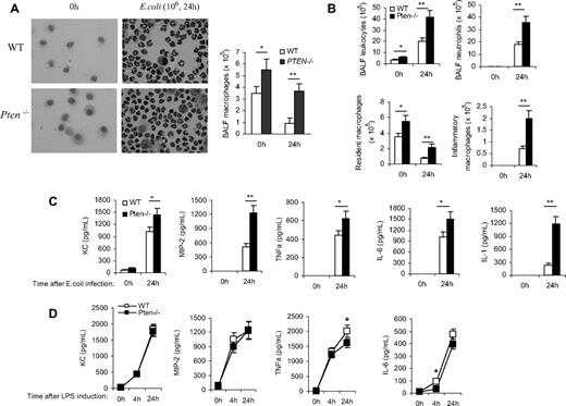 Figure 6. Disruption of PTEN enhances alveolar macrophage accumulation and elevates proinflamatory cytokine/chemokine production in the inflamed lungs. Mice were intratracheally instilled with 106 CFU of E coli and killed at indicated time points. BALF were collected using ice-cold PBS/15 mM EDTA (ethylenediaminetetraacetic acid; 1 mL ×10). (A) Differential cell counts were conducted on cytospin preparations stained with a modified Wright-Giemsa stain (Volu-Sol). Macrophages were identified morphologically. BALF total cell numbers were counted using a hemocytometer. Macrophage population was calculated according to its percentage. (B) Total numbers of leukocytes, neutrophils, resident macrophages, and inflammatory macrophages in BALF were determined by FACS analysis. (C) BALF chemokine and cytokine levels were determined using enzyme-linked immunosorbent assay (ELISA) kits. (D) LPS-induced chemokine and cytokine release from purified primary alveolar macrophages. Alveolar macrophages were collected from unchallenged WT and PTEN KO mice and stimulated with LPS (1 μg/mL) for up to 24 hours. Supernatants were harvested and the chemokine/cytokine levels were determined using ELISA kits. Data are presented as mean (± SD; n ≥ 3 mice in each group). *P < .05, **P < .01 versus WT.