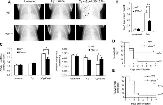 Figure 7. PTEN disruption alleviates the severity of and decreases the mortality associated with neutropenia-related pneumonia. (A) X-ray images were taken using an MX-20 Radiography System (Faxitron X-ray) at the Kresge Imaging Center (Rodent X-ray Unit) at Children's Hospital Boston. Representative X-ray images from untreated (left panel), Cy-treated (middle panel), and E coli–challenged, Cy-treated (right panel) WT or myeloid-specific PTEN KO mice are shown. Mice were anesthetized and images were taken in the postanterior view. The “cloudy areas” in the lungs are indicated. At least 4 mice were examined for each group and essentially the same results were observed. (B) BALF total protein level. Protein accumulated in the inflamed lung was measured using a Bio-Rad protein assay kit. The standard curve was constructed using BSA. (C) Airway resistance (left panel) and dynamic compliance (right panel) were measured in untreated, Cy-treated, and E coli–challenged, Cy-treated mice. For the E coli–challenged, 105 CFU of E coli were instilled intratracheally. Lung mechanics were measured 24 hours later. All data are presented as mean (± SD; n ≥ 4 mice in each group). *P < .05 versus WT. (D,E) Higher survival rates in PTEN KO mice with neutropenia-related pneumonia. Age- and sex-matched WT and PTEN KO mice were pretreated with Cy (250 mg/kg; panel D) or exposed to irradiation (600 cGy) as described in “Methods” and then challenged with 105 live E coli. The survival rates were analyzed using the Kaplan-Meier and log-rank methods. The differences in survival were statistically significant (*P < .01 by log-rank test).