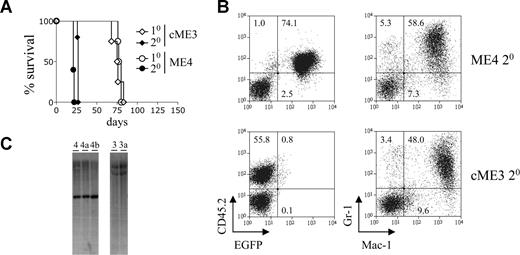 Figure 1. Leukemic cells with conditional expression of MLL-ENL induce disease with shortened latency in secondary recipients. (A) Survival curves of primary and secondary recipients transplanted with immortalized or leukemic myeloid cells. Immortalized myeloid cells with conditional (ME4, ○) or constitutive (cME3, ◇) MLL-ENL expression were transplanted into primary recipient mice (n = 4 for each group). The resulting leukemic cells were transplanted into secondary recipients (● and ♦, n = 5 for each group). (B) Myeloid marker expression by leukemic cells. Dot plots show expression of CD45.2 and EGFP (left panel), and Gr1 and Mac1 (right panel), by leukemic ME4 and cME3 cells within the spleens of primary recipient mice. Numbers in the plots refer to the percentages of cells within each quadrant. (C) Immortalized cells and their leukemic derivatives show an identical pattern of retroviral integration. Southern blot analysis of genomic DNA isolated from immortalized cells ME4 and cME3 and their leukemic progeny ME4a, ME4b, and cME3a. Blots show 5′ (ME4, 4a and 4b) and 3′ (cME3, 3a) end-fragments produced by digestion of the integrated provirus and genomic DNA with BamHI.