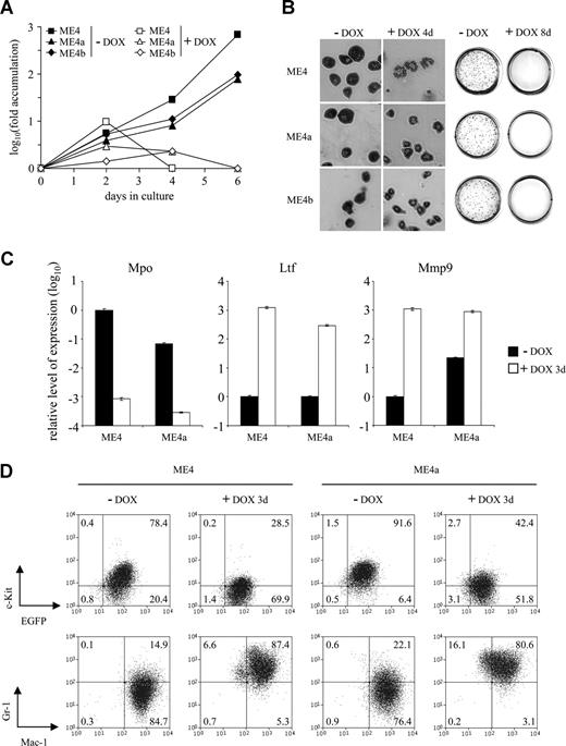 Figure 3. Differentiation of leukemic cells in response to doxycycline. (A) Fold accumulation (log10) in cell number of ME4 (□, ■), ME4a (▵, ▴), and ME4b (◇, ♦) with (□, ▵, ◇) or without (■, ▴, ♦) 2 μg/mL doxycycline. (B) Morphology of the cell lines (left panel, original magnification ×400) and p-iodonitrotetrazolium stains of methylcellulose cultures (right panel) after culture with or without doxycycline (DOX) for 4 and 8 days, respectively. (C) Relative level of neutrophil granule mRNA expression, measured by quantitative reverse-transcribed PCR, in ME4 and ME4a cells after culture with (□) or without (■) doxycycline for 3 days. Plots show a decrease in primary granule myeloperoxidase (Mpo) and an increase in secondary granule lactotransferrin (Ltf) and tertiary granule matrix metallopeptidase 9 (Mmp9) gene expression after doxycycline treatment. Values for each gene were normalized to untreated ME4 cells. Columns represent the mean of triplicate measurements; error bars represent the SD. (D) Changes in surface antigen expression in ME4 (left panel) and ME4a (right panel) cells after culture with or without doxycycline for 3 days. (Top panels) c-Kit and EGFP expression. (Bottom panels) Gr-1 and Mac-1 expression. Numbers in the plots refer to the percentages of cells within each quadrant.
