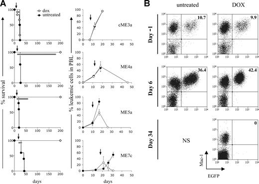 Figure 5. Abrogating MLL-ENL expression leads to elimination of established leukemias in vivo. (A) Effect of doxycycline on survival of recipient mice (left panel) and elimination of leukemic cells from peripheral blood (right panel). Recipient mice were transplanted with the indicated leukemic cells and after their detection in the peripheral blood, one group was given doxycycline in their water (◇: cME3a, n = 6; ME4a, n = 5; ME5a, n = 5; ME7c, n = 4) and the other left untreated (●: cME3a, n = 4; ME4a, n = 5; ME5a, n = 5; ME7c, n = 5). Arrows represent the point at which doxycycline treatment started; bars on the survival curves represent the length of treatment in each experiment. Doxycycline-treated mice are still alive 350, 270, and 360 days after transplantation of ME4a, ME5a, and ME7c cells, respectively. The graphs depict the presence of leukemic cells (Mac1+CD45.2+ cells in CD45.1 recipient mice for cME3a, and Mac1+EGFP+ cells for ME4a, ME5a, and ME7a) as a percentage of total Mac1+ cells in the peripheral blood of recipient mice. Points on the graphs represent mean values; bars represent SD. (B) The presence of Mac1+EGFP+ leukemic ME4a cells in the peripheral blood of recipient mice before (day −1) and after (day 6 and 34) their treatment (right panel), or not (left panel), with doxycycline. Numbers in the top right quadrant represent Mac1+EGFP+ cells as a percentage of total Mac1+ cells. No mice in the untreated group survived until the last time point shown, indicated by NS.