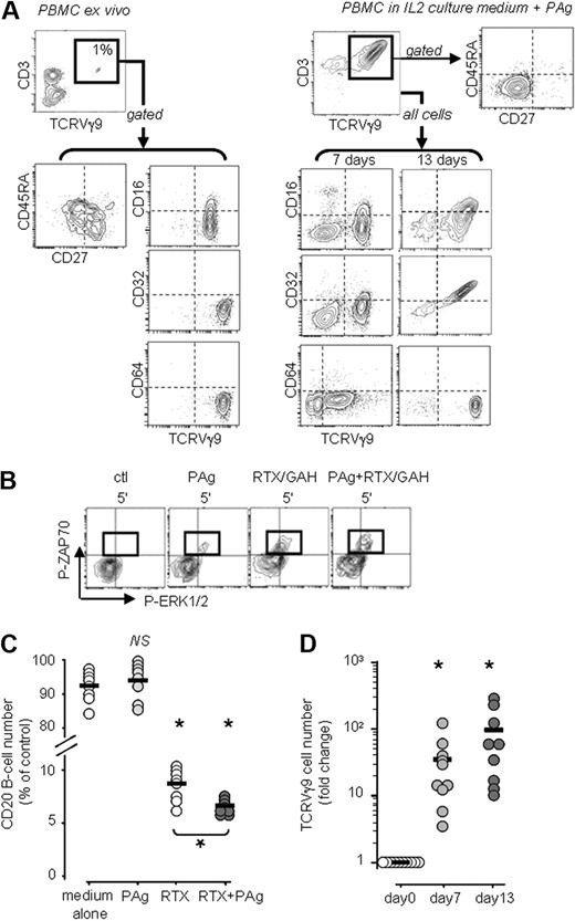Figure 1. Freshly isolated TCRVγ9+ PBMCs are reactive to both PAg and RTX. (A) Representative phenotypes of unactivated and PAg-activated TCRVγ9+ T lymphocytes. (B) Flow cytometry of intracellular phosphoZAP70 and phosphoERK1/2 in gated TCRVγ9+ γδ T cells after stimulation with PAg and/or cross-linked RTX (a representative experiment of 6 performed, GAH: goat anti–human IgG). (C) Depletion of B cells from PBMCs of healthy subjects (n = 8) upon 24 hours of treatment with PAg (400nM BrHPP) and/or RTX (10 μg/mL) in vitro; *P < .05 versus control and RTX versus RTX+PAg by 1-way paired Student t test. (D) Culture with PAg (400 nM BrHPP) for 7 and 13 days in medium containing 100 U/mL IL-2 amplifies the number of TCRVγ9+ γδ T lymphocytes in the PBMCs of healthy subjects (n = 10; bars: group means); *P < .05 versus day 0 by 1-way paired t tests.