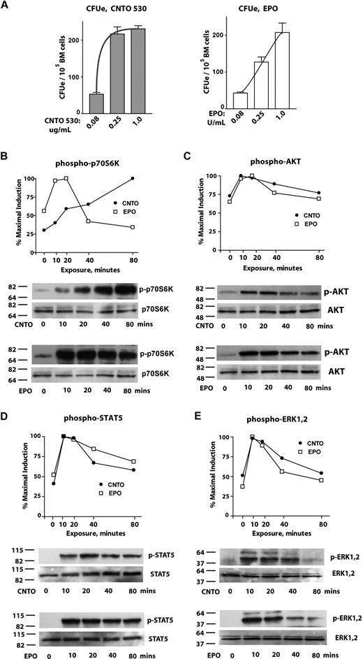 Figure 3. CNTO 530 activates known EPO signal transduction pathways in primary bone marrow proerythroblasts and induces sustained p70S6K activation. (A) CNTO 530 and EPO dose-dependent support of CFUe formation: To initially examine ex vivo effects on CFUe progenitors, adult murine bone marrow cells were plated in methyl cellulose colony-forming assays in the presence of various concentrations of CNTO 530 (0.08, 0.25, 1.0 μg/mL) or EPO (epoetin-alfa; 0.08, 0.25, 1.0 U/mL) for direct comparison. At 50 hours of culture, frequencies of 8- to 16-cell CFUe were determined; values are mean ± SE and are means of 3 35-mm culture dishes for each dose. (B-E) CNTO 530 and EPO modulation of p70S6K, AKT, STAT5, and ERK1,2 in primary bone marrow proerythroblasts: Primary erythroid progenitor cells from adult bone marrow were expanded in SP34EX medium. At 72 hours, KitposCD71highTer119neg proerythroblasts were then isolated. Cytokines were withdrawn and cells (at 106 cells/mL) were incubated for 5.5 hours in IMDM, 0.5% BSA, 15 ng/mL insulin, and 0.1 mM 2-ME. Cells next were exposed in parallel to either CNTO 530 (0.5 μg/mL) or EPO (2 U/mL) for 0, 10, 20, 40, and 80 minutes. Levels of activated phospho-T421/S424-p70S6K (A); phospho-S473-AKT (B); phospho-Y694-Stat5 (C); and phospho-T202/Y204-ERK1,2 (D) then were determined. Quantitation was by Image-J analysis and was normalized based on levels of total p70S6K, AKT, STAT5, and ERK1,2. Values are percentage maximal signals for CNTO 530 and EPO.