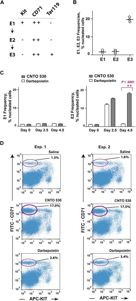 Figure 6. CNTO 530 uniquely induces the sustained expansion of a bone marrow–resident KitnegCD71highTer119neg E2 progenitor pool. (A) Based in part on recent ex vivo analyses of murine bone marrow erythroid progenitor pools,32,34,35 a course of stepwise development can be defined as a Kitpos CD71highTer119neg → Kitneg CD71highTer119neg → Kitneg CD71highTer119pos cell progression (ie, stages E1 → E2 → E3). (B) At steady state, stage-E3 bone marrow progenitors were predominant as assayed via costaining for Kit, CD71, and Ter119 markers, and gating-off red blood cells (RBCs) and reticulocytes. E1 and E2 progenitors were assayed by gating off Ter119pos cells and on Kitpos vs Kitneg CD71high cells. Each symbol in each set represents the value for an independently treated and analyzed mouse. (C) CNTO 530 uniquely and markedly expands stage-E2 bone marrow progenitors: C57BL/6 mice were dosed with either CNTO 530 (0.2 μg/mouse gram-weight) or darbepoietin (0.015 μg/mouse gram-weight). At days 2.5 and 4.5, levels of E1, E2, and E3 progenitors were then determined via flow cytometry. Graphed values (top panel) are means ± SE (n = 3). (D) Primary flow cytometry data illustrate CNTO 530 expansion of stage-E2 erythroid progenitors within bone marrow (here at day 4.5 after dosing with either CNTO 530, darbepoietin, or saline).