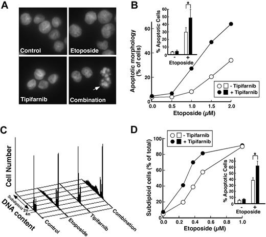 Figure 2. Tipifarnib enhances induction of apoptosis by etoposide in AML cell lines. (A) Log-phase HL-60 cells were treated for 24 hours with diluent, 1.5 μM etoposide, 1 μM tipifarnib, or the combination of 1.5 μM etoposide plus 1 μM tipifarnib. At the completion of the incubation, cells were fixed, stained with Hoechst 33258, and examined by fluorescence microscopy. Arrow represents apoptotic cells. (B) Samples shown in panel A and additional samples treated with differing concentrations of etoposide in the absence or presence of 1 μM tipifarnib were examined by fluorescence microscopy (> 500 cells/sample) by an investigator blinded to the treatment, and the percentage of cells displaying apoptotic morphologic changes was recorded. Inset in panel B: summary of 4 independent experiments in which HL-60 cells were treated with diluent, 2 μM etoposide, 1 μM tipifarnib, or 2 μM etoposide plus 1 μM tipifarnib. Error bars represent ± 1 SD. *P = .015 by paired t test. (C) Log-phase U937 cells were treated for 24 hours with diluent, 0.375 μM etoposide, 1 μM tipifarnib, or the combination of 0.375 μM etoposide plus 1 μM tipifarnib. At the completion of the incubation, cells were permeabilized, stained with propidium iodide, and examined by flow microfluorimetry. (D) Samples shown in panel C and additional samples treated with differing concentrations of etoposide in the absence or presence of 1 μM tipifarnib were examined by flow cytometry, and the percentage of cells with less than 2n DNA content was recorded. (D inset) Summary of 4 independent experiments in which U937 cells were treated with diluent, 0.375 μM etoposide, 1 μM tipifarnib, or 0.375 μM etoposide plus 1 μM tipifarnib. Error bars represent ± 1 SD. *P = .008 by paired t test.